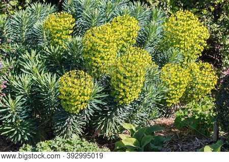Giant Cypress Spurge - Euphorbia Cyparissias Plant In Bloom Growing In Garden