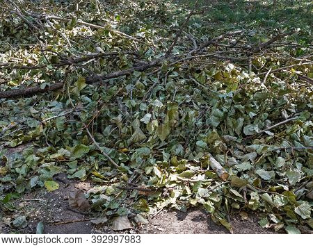 A Chaotic Pile Of Wilted Leaves, Cut And Broken Branches Has Formed On The Ground, Creating An Unsig