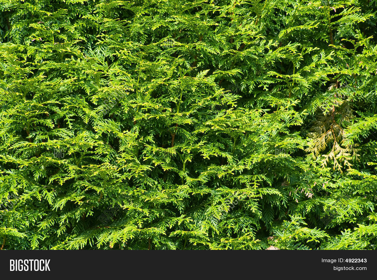 Arbor Vitae Image & Photo (Free Trial) Bigstock