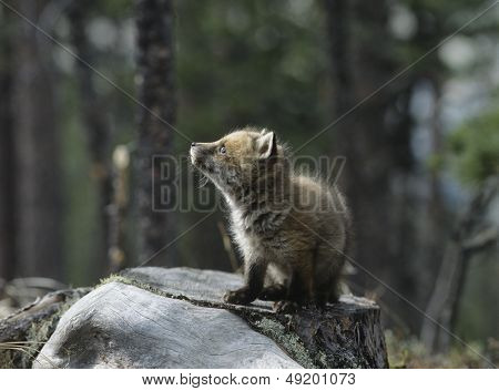 Fox cub sidder på træstub