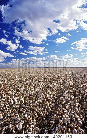 Pola bawełny jezioro Menindee NSW Australia