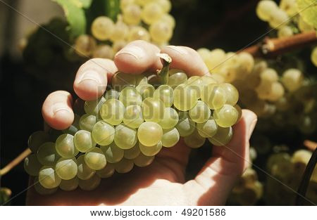 Ręka trzyma kiść winogron Chardonnay wino