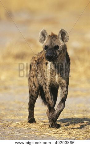 Gefleckte Hyänen (Crocuta Cocuta) stehen auf savannah