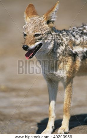 Sciacallo dalla gualdrappa (Canis Mesomelas) su savannah