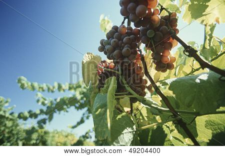 Uve da vino su vite