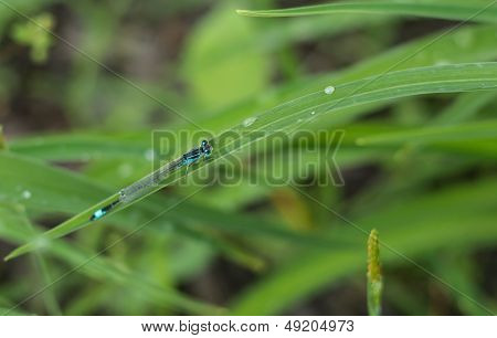 Dragonflies (damselflies)
