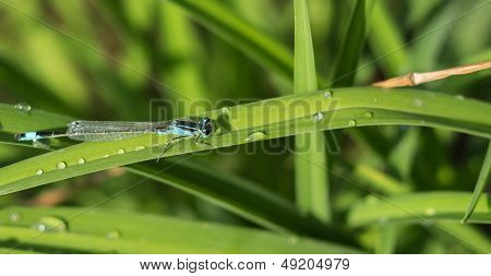 Dragonflies (damselflies)
