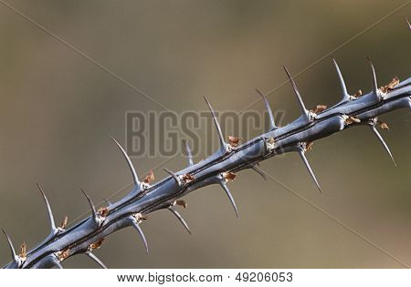 Tornede gren af Ocotillo (Fouquieria splendens) close-up