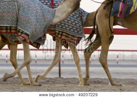 Dubai UAE suddig rörelse av kameler körs under utbildningen på Nad Al Sheba Camel travet