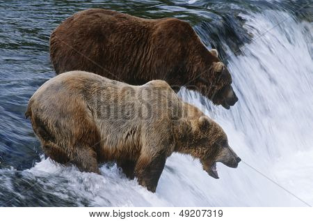 USA Alaska Katmai Milli Parkı iki kahverengi ayı nehir şelale yukarıda duran