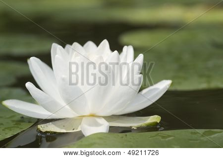 White Flowered Pond Lily