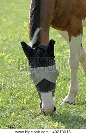 Skewbald Horse Grazing In A Fly Mask
