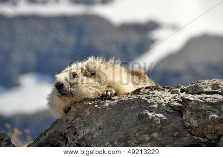 Hoary Marmot