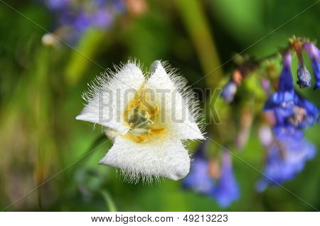 Mountain Cat's Ear