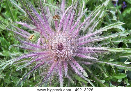 Wavyleaf Thistle From Above