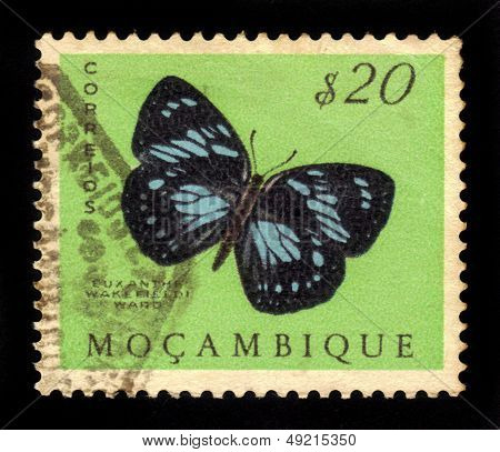 Butterfly Forest Queen (euxanthe Wakefieldi)