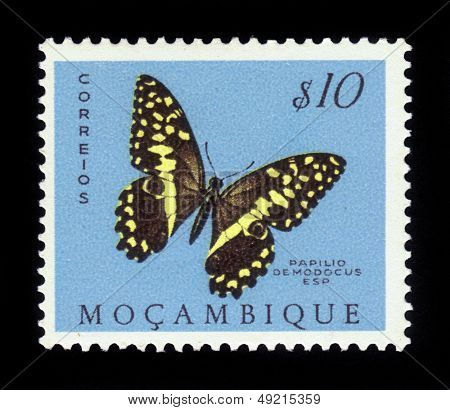 Butterfly Papilio Demodocus, Citrus Swallowtail