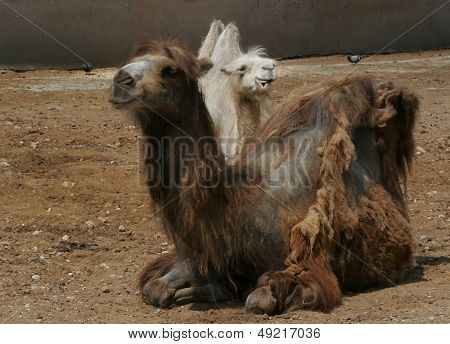 Camel