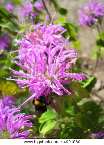 Fiore Bug
