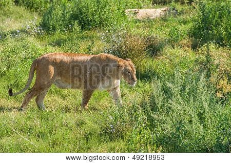 Female liger (lion and tiger hybrid)
