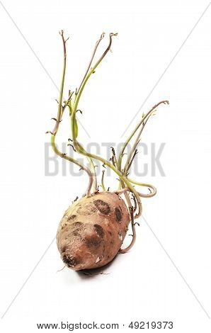 Sweet Potato