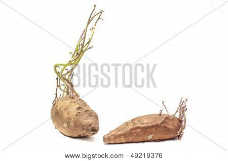 Sweet Potato