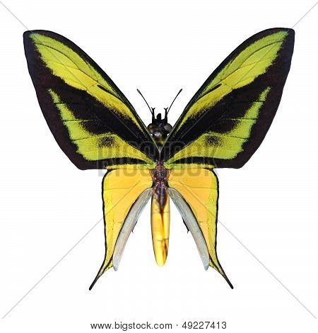 Birdwing