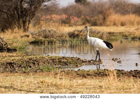 African Sacred Ibis - Threskiornis Aethiopicus