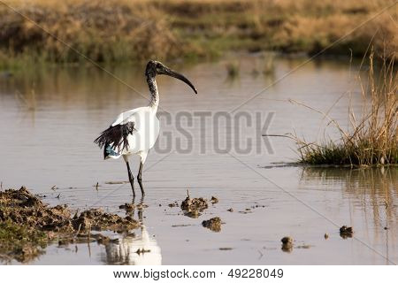 African Sacred Ibis - Threskiornis Aethiopicus