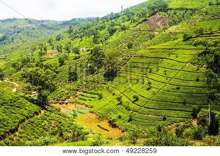 green terrace tea fields in Sri Lanka