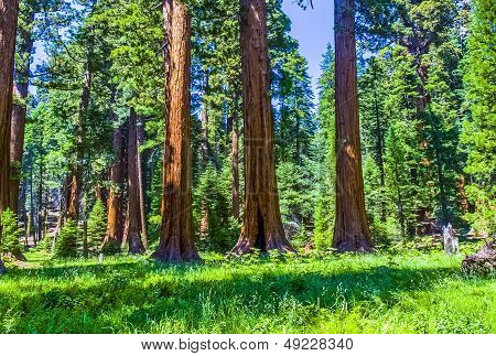 Sequoia Tree In The Forest