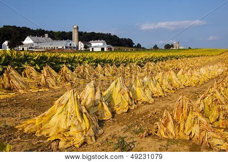 Tupakan Harvest