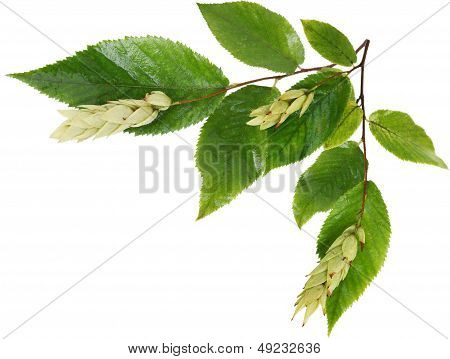 Ironwood Fruits And Leaves