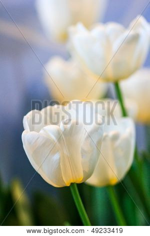 Macro purple tulip flowe
