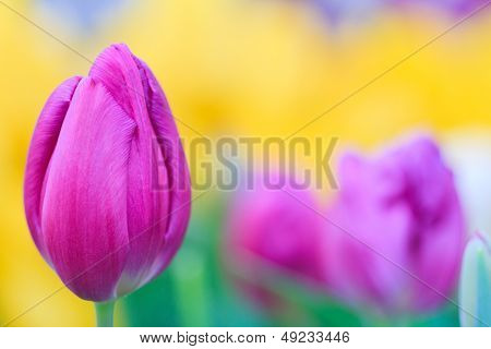 Flower beautiful purple tulips