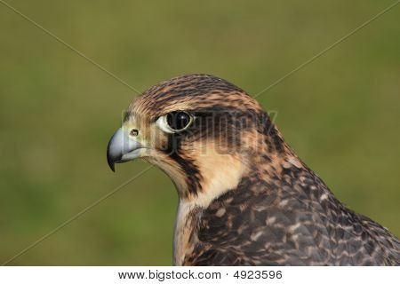 Vandrefalk (falco Peregrinus)