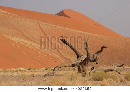 Dune