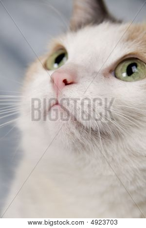 かわいい猫
