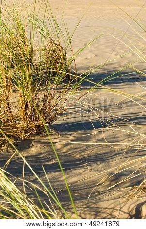 Sand-drift, Trees And Grass At Kootwijkerbroek, Netherlands