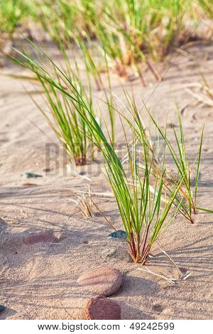 野生 maram 草、プリンス ・ エドワード ・ アイランドのビーチに成長しています。