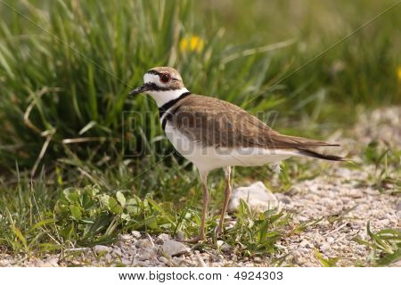 Bir Killdeer