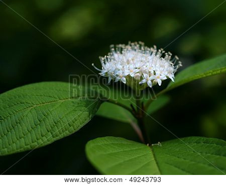 White Flower With Green Leaves