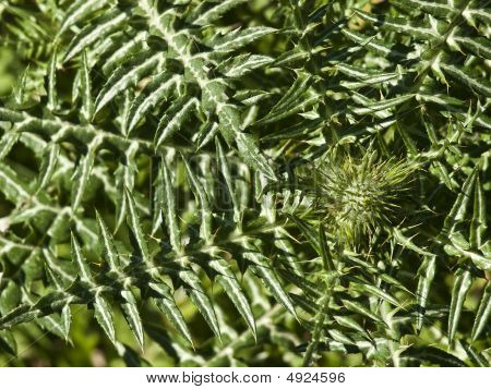 Galactites Tormentosa