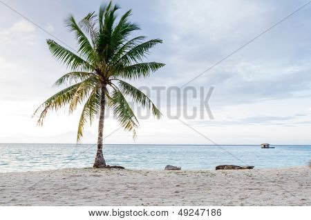 beautiful beach with coconut