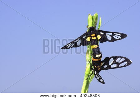 wasp moths mating