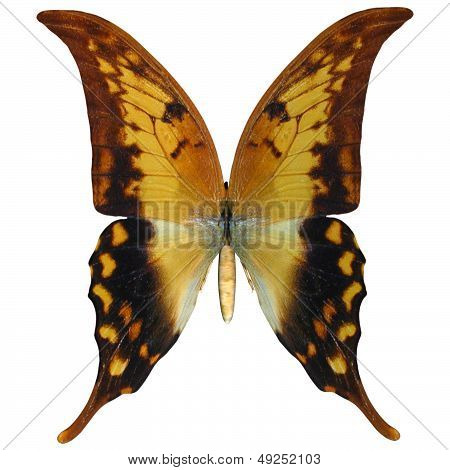 Swallowtail Butterfly