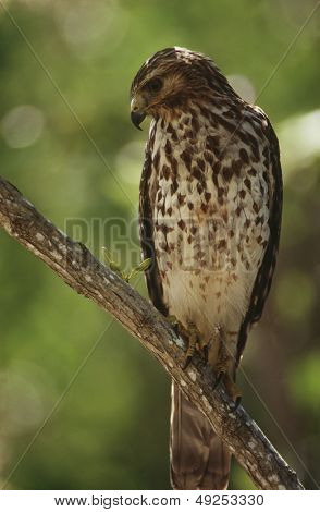 Merlin (Falco columbarius) sedící na větvi