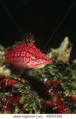 Longnose hawkfish közeli