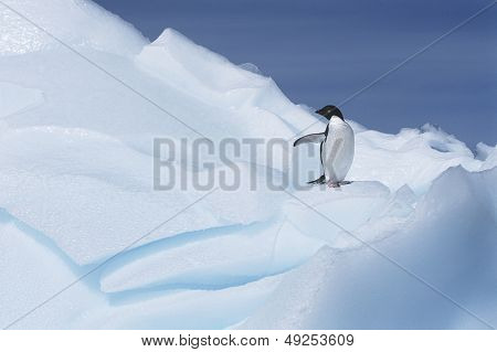 Ad_lie Penguin (Pygoscelis adeliae) op gletsjer