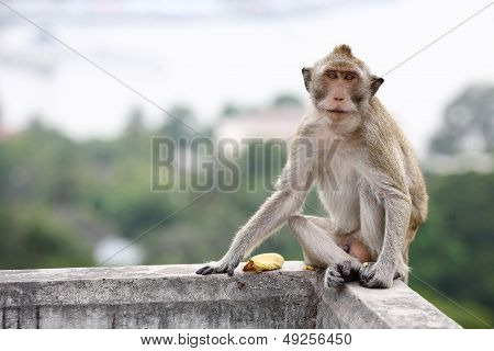 Lonely monkey.